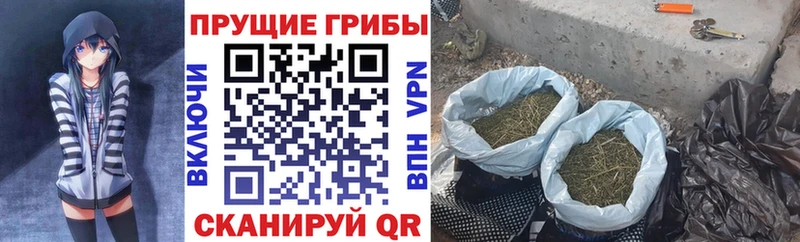 даркнет сайт  Гусиноозёрск  мега ONION  Галлюциногенные грибы Psilocybine cubensis 
